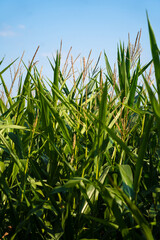Agriculture in France is Bretagne region. Fields of ready to harvest corn in late summer. Cultivation of grain crop of corn in north of Europe. Maize hybridization field Brittany region of France