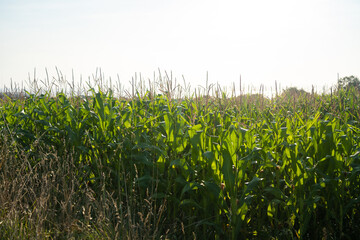 Obraz premium Agribusiness and agriculture, farmland in France Brittany region. Green corn crop field in northern France in Bretagne. Cereals and forage crops corn. agricultural land under organic production