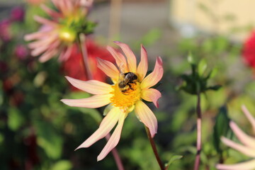 A busy bee on a pink dahlia flower
