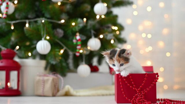 little cute funny kitten cat playing with new year decorations on the background of the christmas tree new year and christmas concept. High quality 4k footage