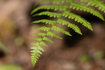 tip of fern waving against brown natural background