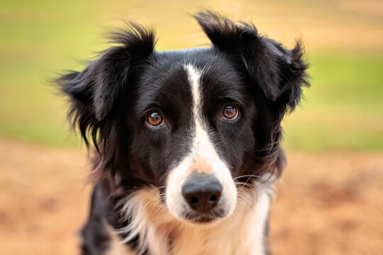 black and white dog