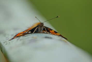 close up macro of a Small Tortoiseshell butterfly (Aglais urticae) wings outstretched taking in the heat of the sun 