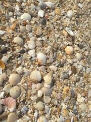 Caracoles en la arena