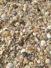 Caracoles en la arena