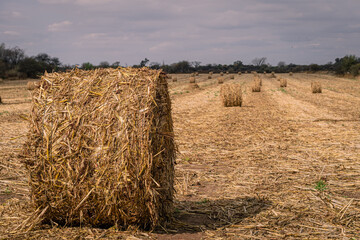 round bale of sorghum in field