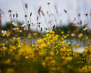 Closeup shot of yellow flowers growing in a field - Powered by Adobe