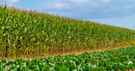 Fototapeta premium Agriculture in France is Bretagne region. Fields of ready to harvest corn in late summer. Cultivation of grain crop of corn in north of Europe. Maize hybridization field Brittany region of France