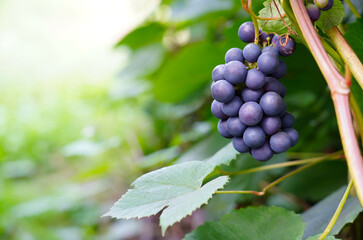 A large ripe blue vine of grapes is hanging on a branch, and is ready for wine production. Grape...