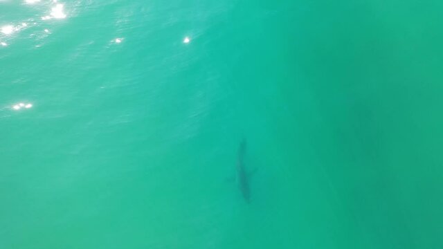 Drone footage of large Great White Shark swimming in clear waters and hunting for food along the South African coastline. 