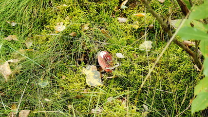 the grass