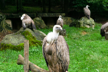 Close-up of a Gyps fulvus and in the background more vultures perched on some rocks in nature