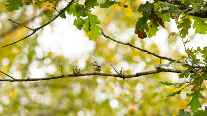 Tit on abranch in the woods. Autumn colors