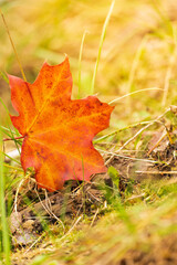 Maple leaf in orange. Autumn colors