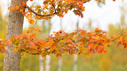 Naklejka na ściany i meble Maple leafs in orange. Autumn colors