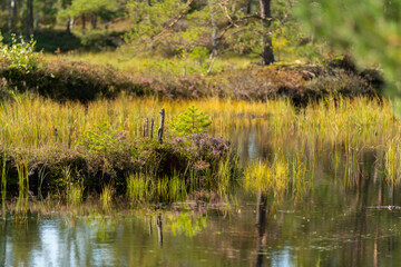 Autumn colors in the Kemeri National Park, Latvia