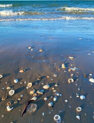 shells on wet sand leading to soft small waves in  the ocean with beautiful afternoon light.  very pretty seashell vertical landscape book cover