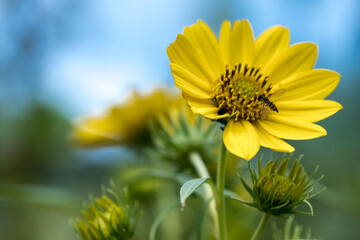 yellow flower on blue background