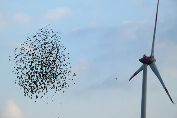stare in swarm flight in front of wind turbine 
