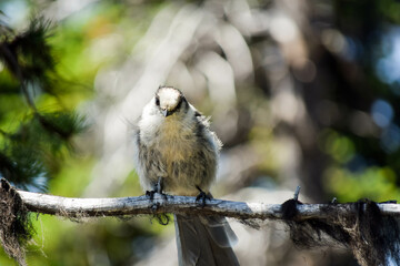 Mountain chickadee
