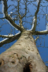 View of the tree trunk up to the treetop with snow in winter