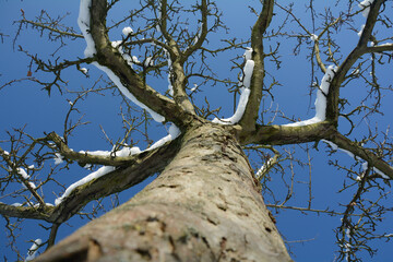 Obraz premium High tree with a view of the snow-covered treetop