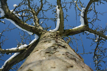 View of the tree trunk up to the treetop with snow in winter