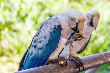 blue and yellow macaw