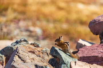 Chipmunk sitting on rocky ground
