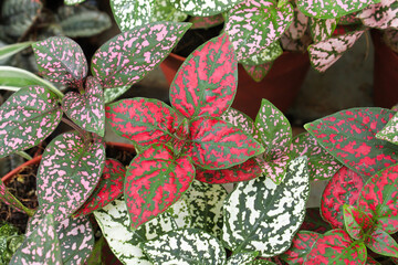 Various colored leaves in polka dot plants © Amelia
