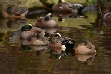 American Wigeon resting