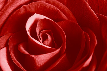 Red rose extreme close up, full frame, floral background
