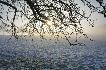 Fototapeta na wymiar Snow-covered landscape branches at sunrise