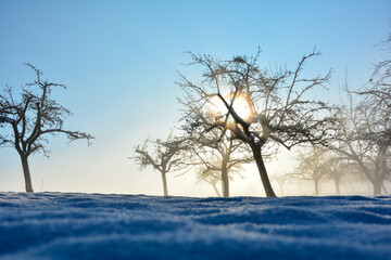 Winter dream - sunrise in winter with  snow, trees and blue sky