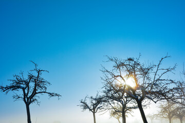 Sun shines through trees, in winter with many blue sky