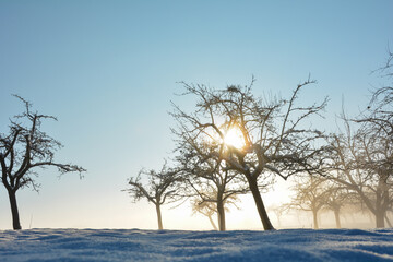Sun shines through trees, in winter with lots of snow