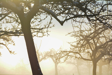 Winter dream - trees in the warm light of the morning sun in the fog
