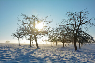 Sun in the morning time and   trees  in winter with a lot of snow and blue sky