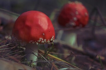Amanita muscaria, Euro-Asian Fly Agaric, Fly Agaric, Fly Amanita. Two red fly agarics with white...