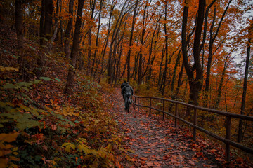 bicycle ride of people in weekend activity across atmospheric October wood land picturesque fall seasonal environment
