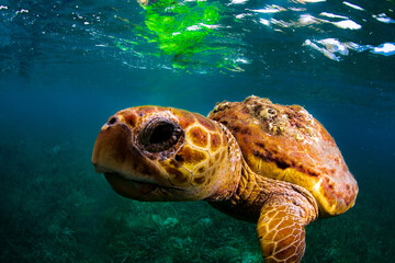Close up of a loggerhead sea turtle