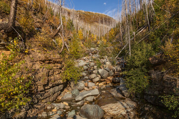 Fall foliage at Glacier National Park, Montana, USA