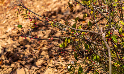 red flowers on the branch of a tree