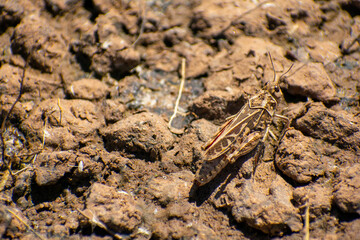 Grasshopper on stone