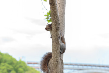 a gray squirrel perched in a tree branch peeks out from behind at the camera against a white sky, with copy space