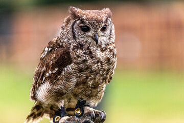 Portrait of Tawny owl