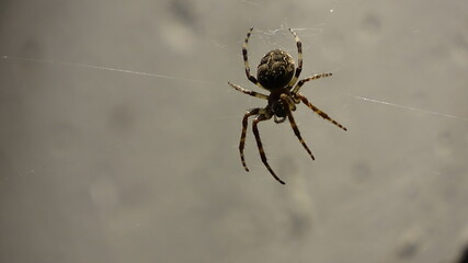 Spinne