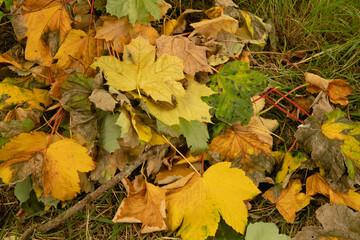 Autumnal leaves on the forest ground. Fall season background. Colorful leaves. Change of season in the UK.