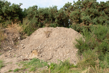Pile soil or dirt in nature. Hedges around soil. Ground, construction. Mountain. Trees, hedges in the background.