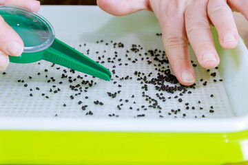 Sowing micro-green cybuli with a manual seeder into a sprouting tray of greenery.